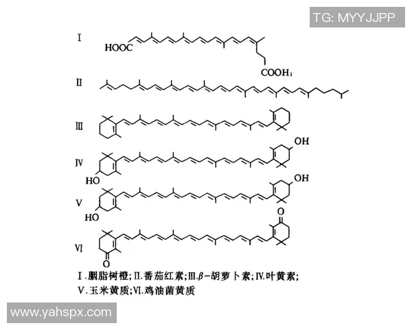 足球星二代成功率分析：遗传优势与个人努力的双重影响探讨